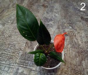 Шерцера (Scherzerianum) красный с одним покрывалом