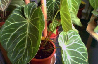 Anthurium magnificum Linden