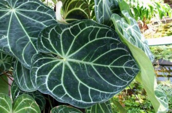Anthurium magnificum