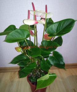 Амалия Элеганс