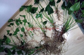 Молодые кустики антуриума, после разделения
