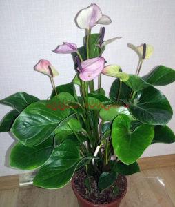 Фиорино (Fiorino)