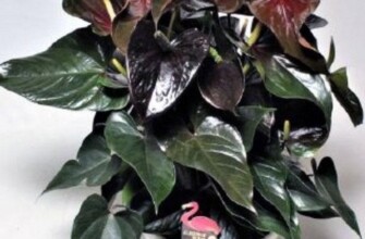 Париж (Anthurium Andreanum Black Paris)