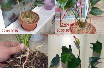 Пересадка антуриума в цеофлору