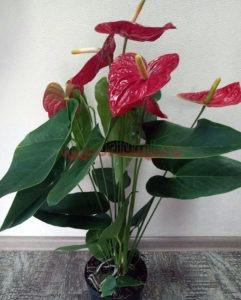Anthurium Andreanum 'Dakota’s