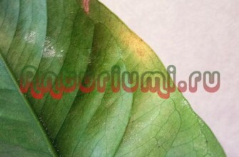 Паутинный клещ на Антуриуме