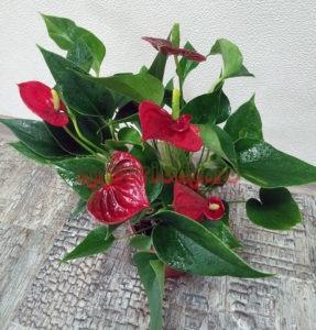 Антуриум Success Red