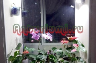 Прожектора для подсветки антуриума