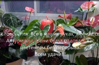 Как поливать антуриум, вода для полива