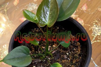 Фламинго Браун развитие 05.02.2019
