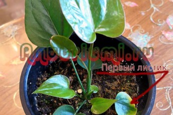 Кустик Фламинго Браун развитие 10.02.2019