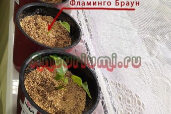 Детка Фламинго Браун развитие 30.09.2018