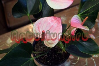 Антуриум Мистик 08.02.2019