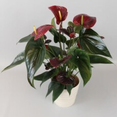 Антуриум Flamingo Brown