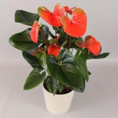 Антуриум Flamingo Orange