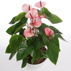 Антуриум Flamingo Pink