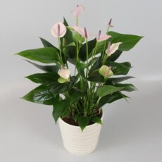Антуриум Flamingo Violet