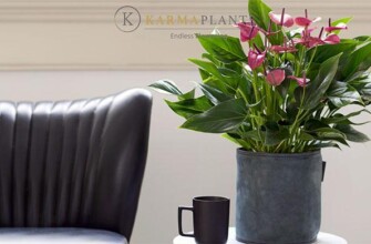 Сорта Karma Plants