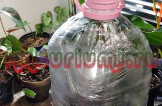 Антуриумы в тепличке для проращивания корней