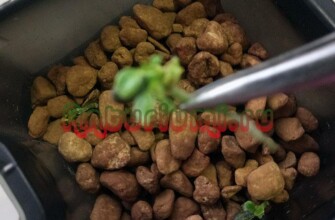 Пикировка отростков