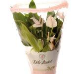 Коллекция антуриума Dolc'Amore Коллекция Dolc'Amore