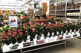 Компания Houwenplant
