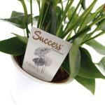 Антуриумы, из коллекции Success