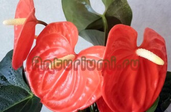 Обзор сорта антуриума Принц Оранж (Prince Orange)
