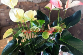 Антуриумы в благоприятных условиях