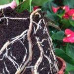 Антуриум, пораженный Pythium