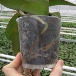 Pythium на фаленопсисе