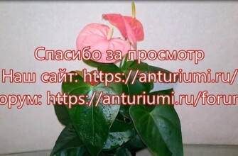 Антуриум Колорадо (Colorado), большие американцы