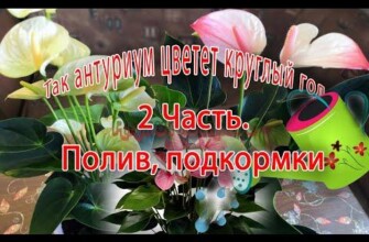 Как заставить цвести антуриум круглый год