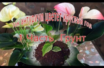 Грунт для антуриума