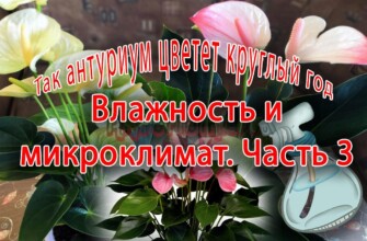 Влажность и микроклимат для растений
