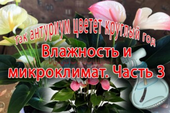 Влажность и микроклимат для роста растений