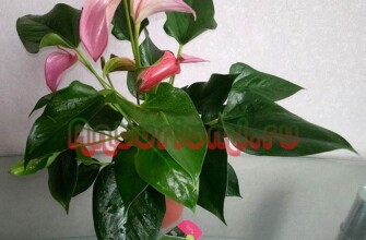 Антуриум Джоли розовый (Joli Pink)