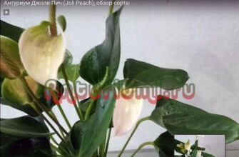 Антуриум Джоли Пич (Joli Peach)