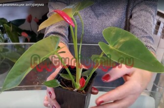 Реанимация антуриума
