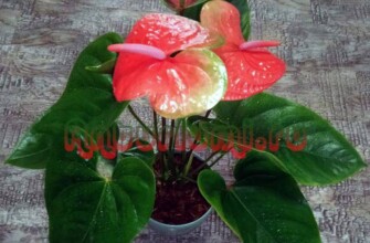 Flamingo Oranqe из пенька