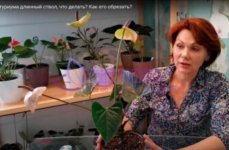 Обрезка как способ омоложения антуриума