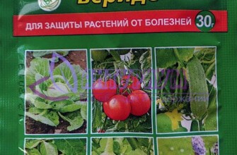 «Триходермин» ‒ препарат, созданный на основе почвенного гриба- антагониста Триходермы.