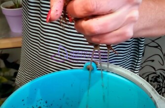 Мокрый грунт не подходит антуриуму