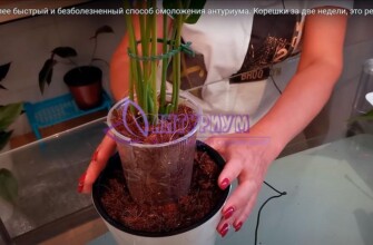 Лучший способ омоложения Антуриума