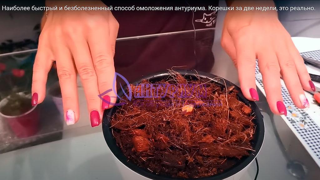 Оставшийся пенек Антуриума