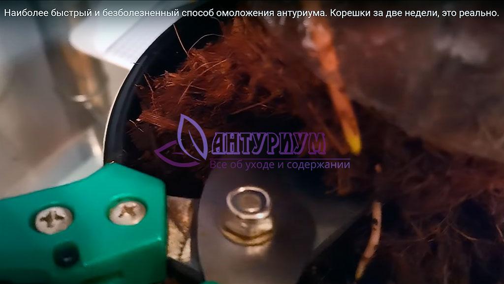 Обрезка макушки антуриума