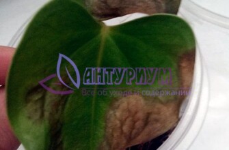 Некроз на антуриуме
