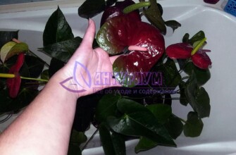 Моем антуриум правильно