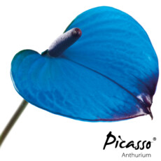 picasso-close-blue