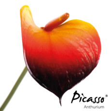 picasso-close-duitsland
